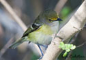 Vireo griseus